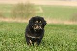 DOGUE DU TIBET 372
